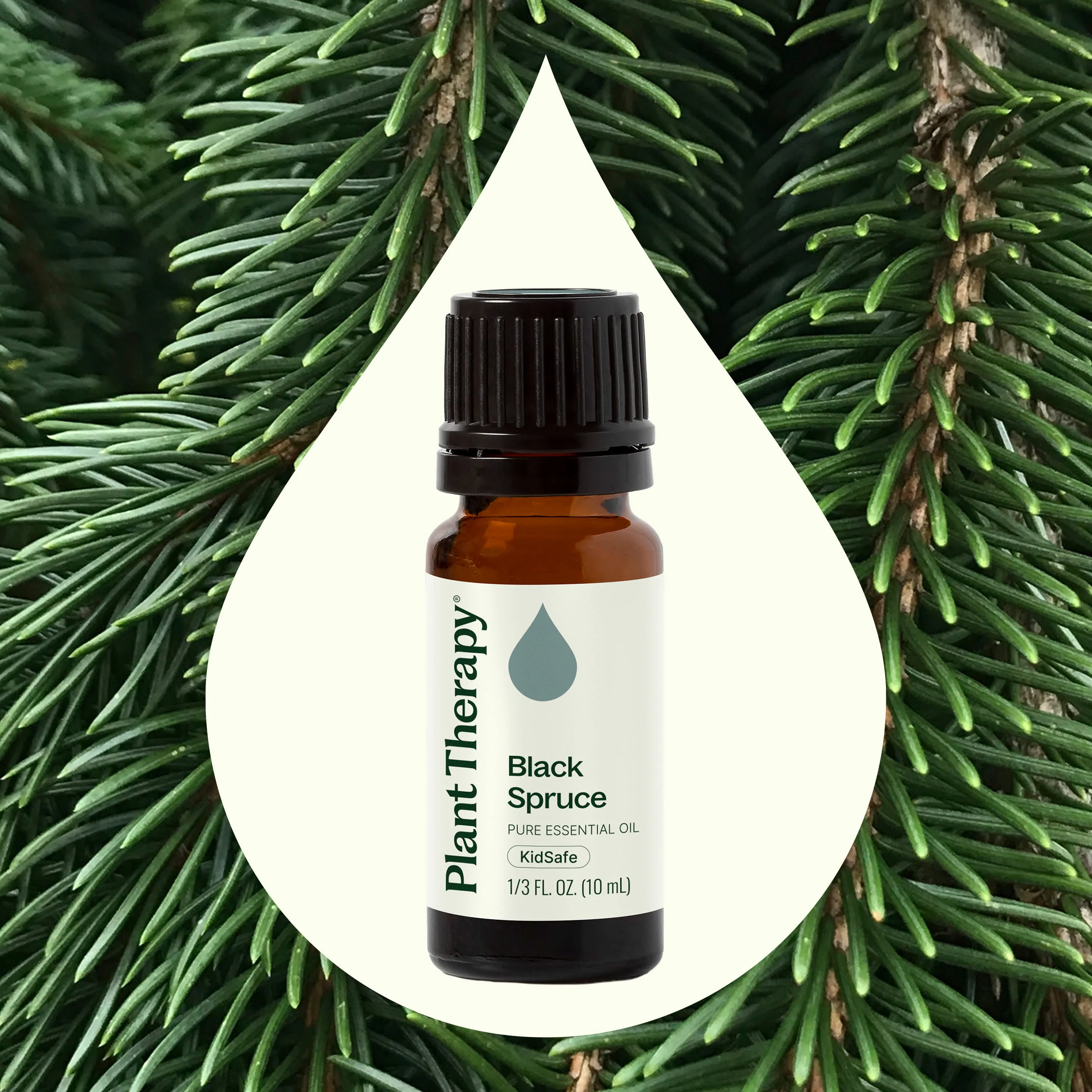 Black Spruce Essential Oil - Image 2