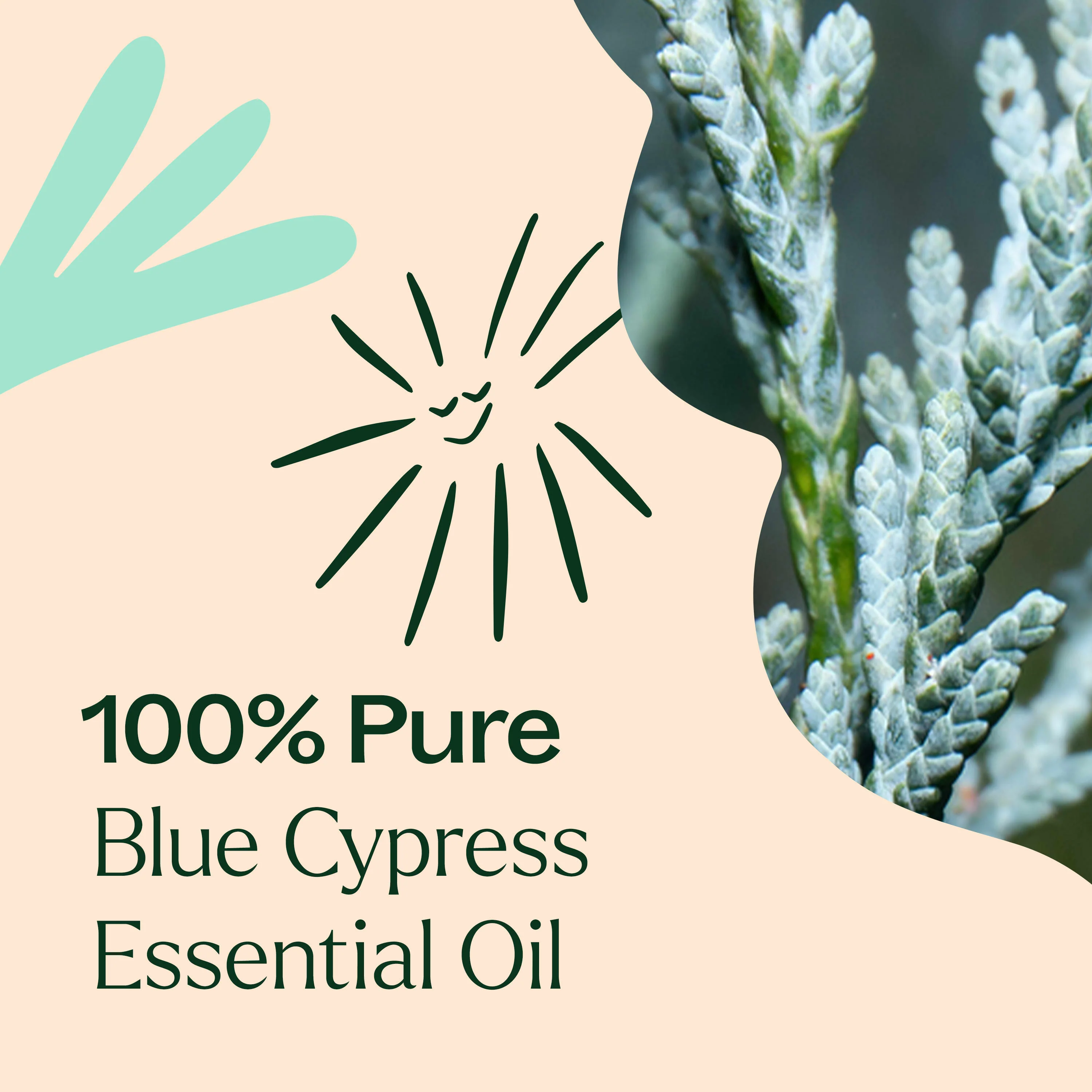 Blue Cypress Essential Oil - Image 4