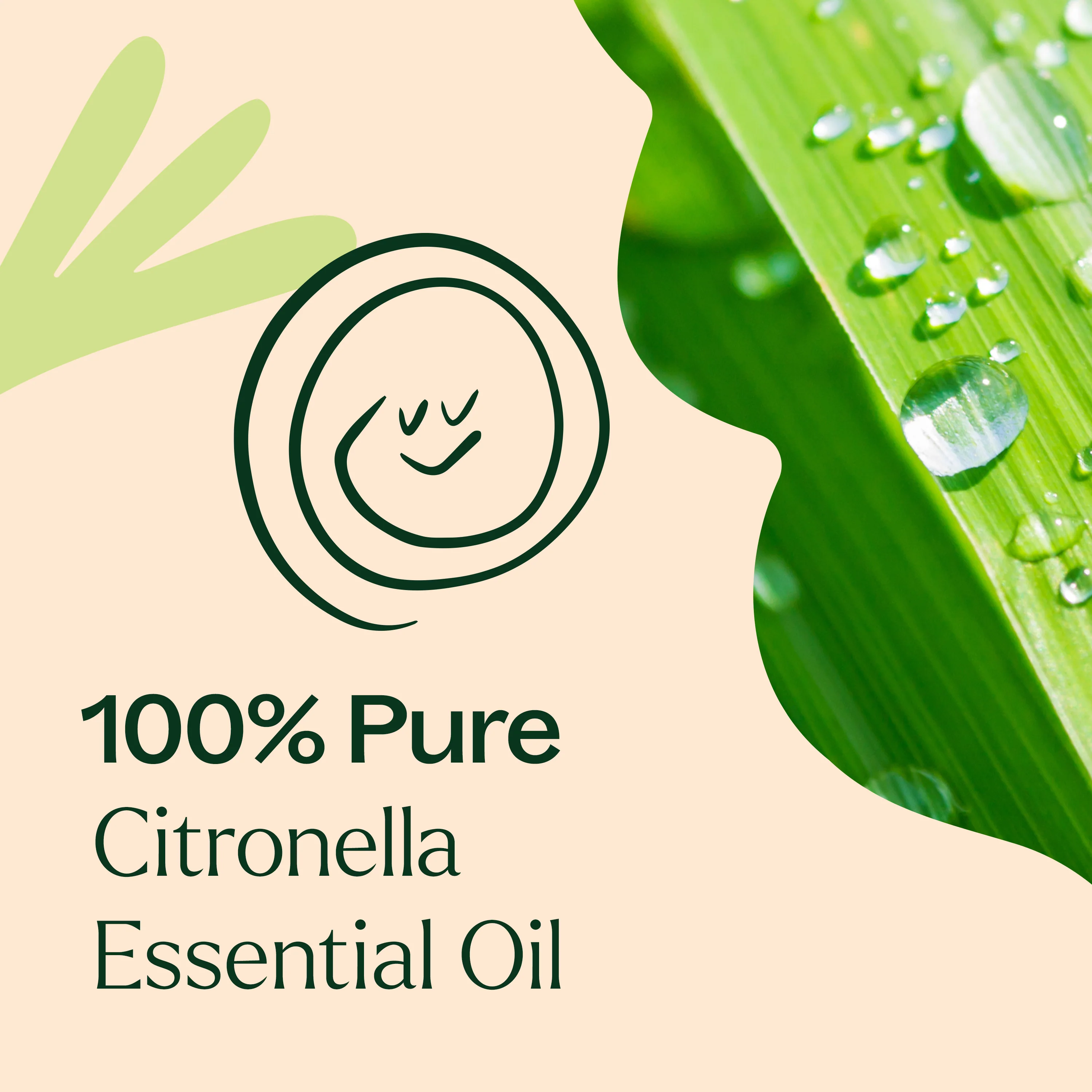 Citronella Essential Oil - Image 5