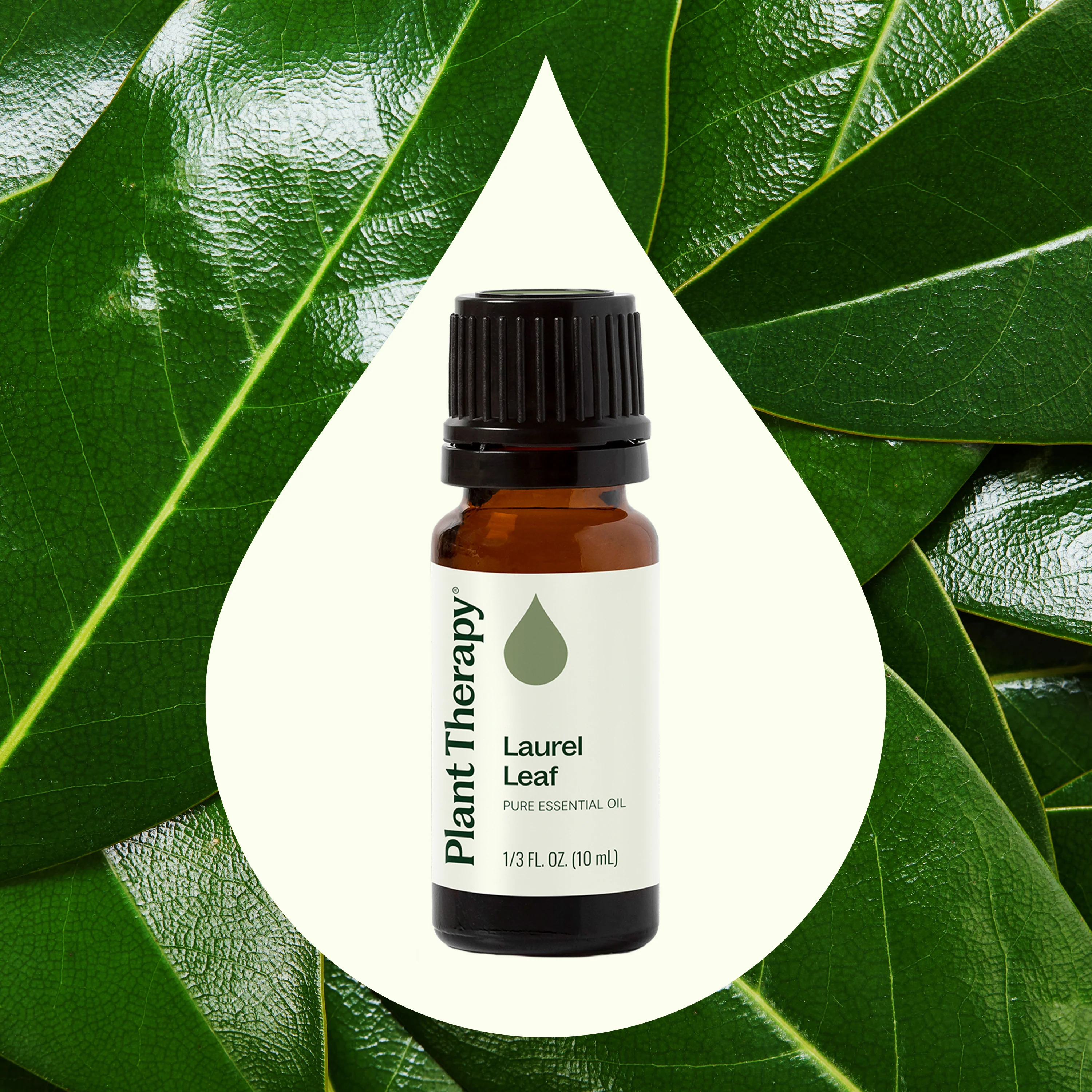 Laurel Leaf Essential Oil - Image 2