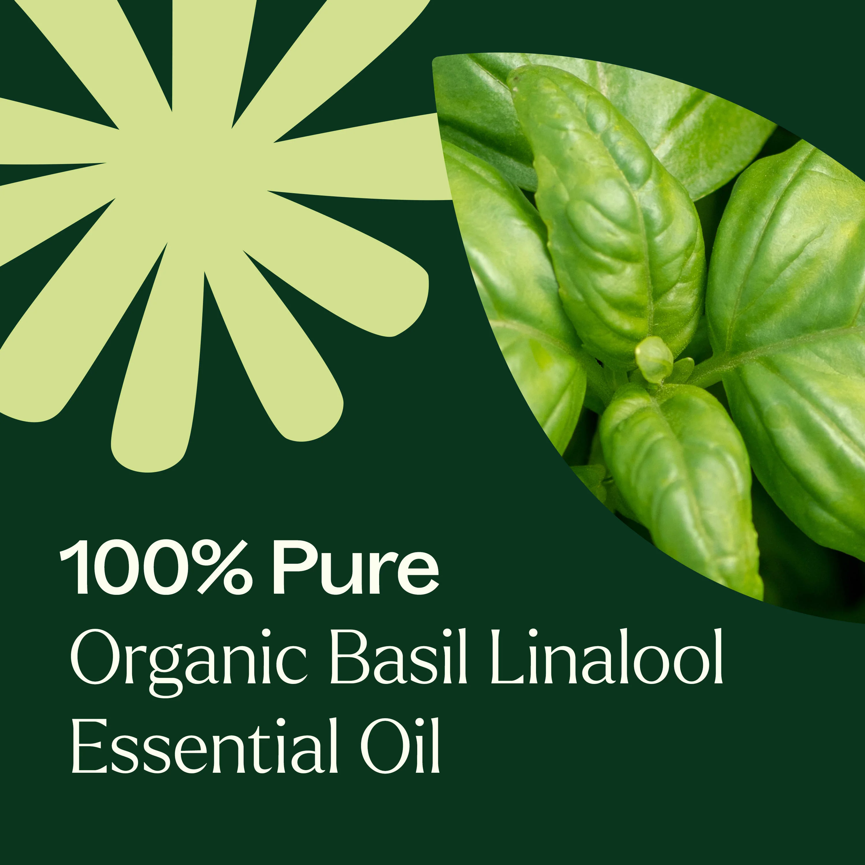 Organic Basil Linalool Essential Oil - Image 5