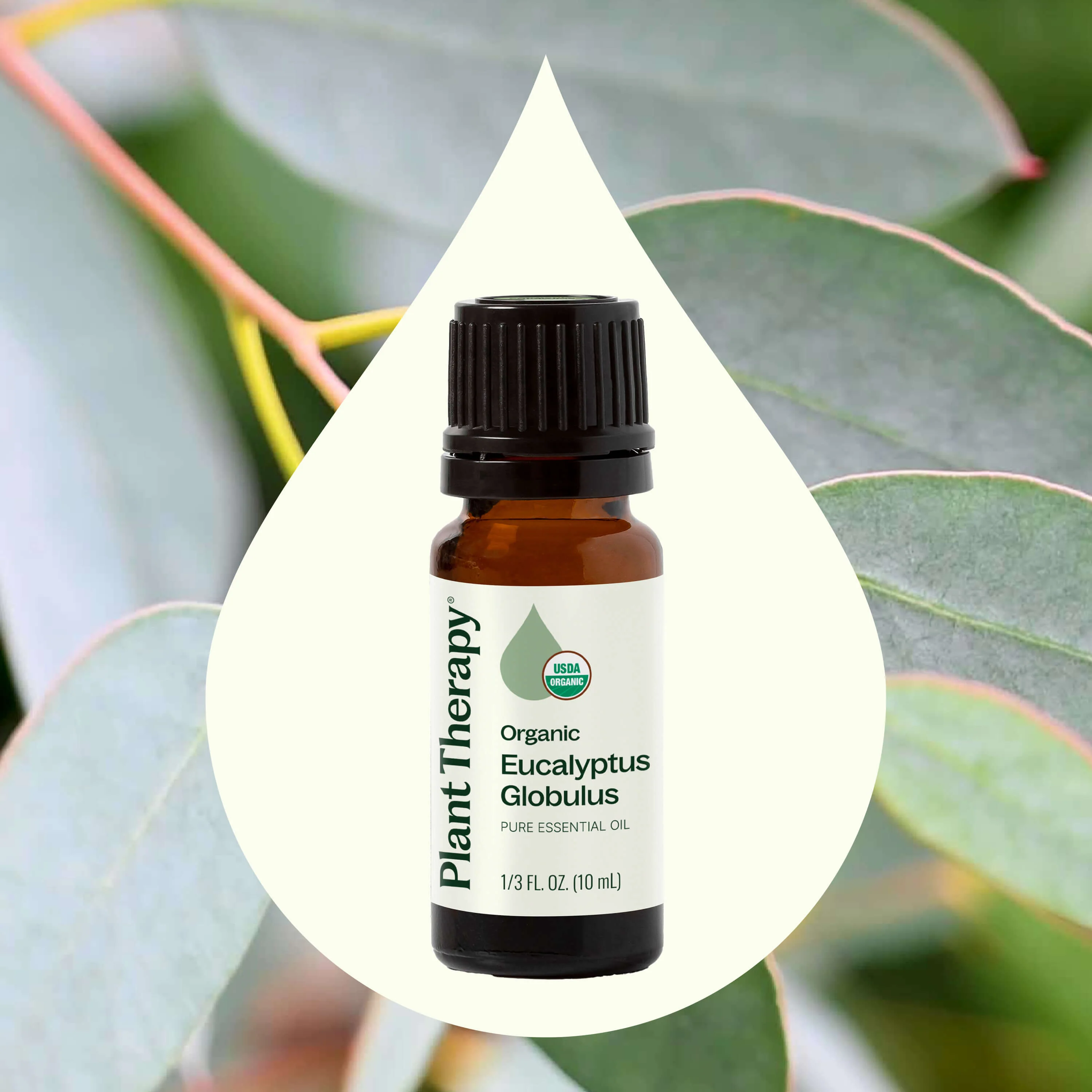 Organic Eucalyptus Globulus Essential Oil - Image 4