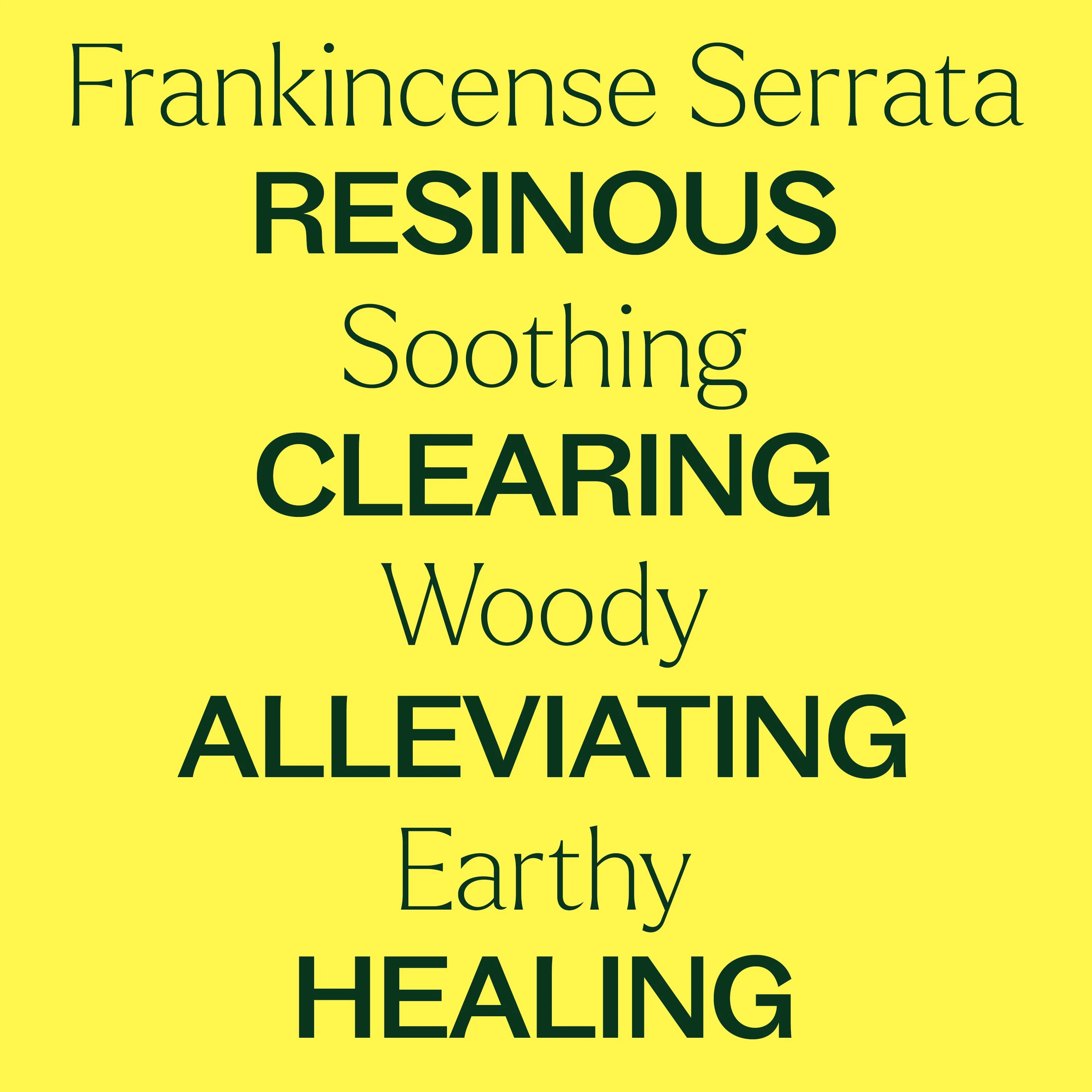 Organic Frankincense Serrata Essential Oil - Image 4