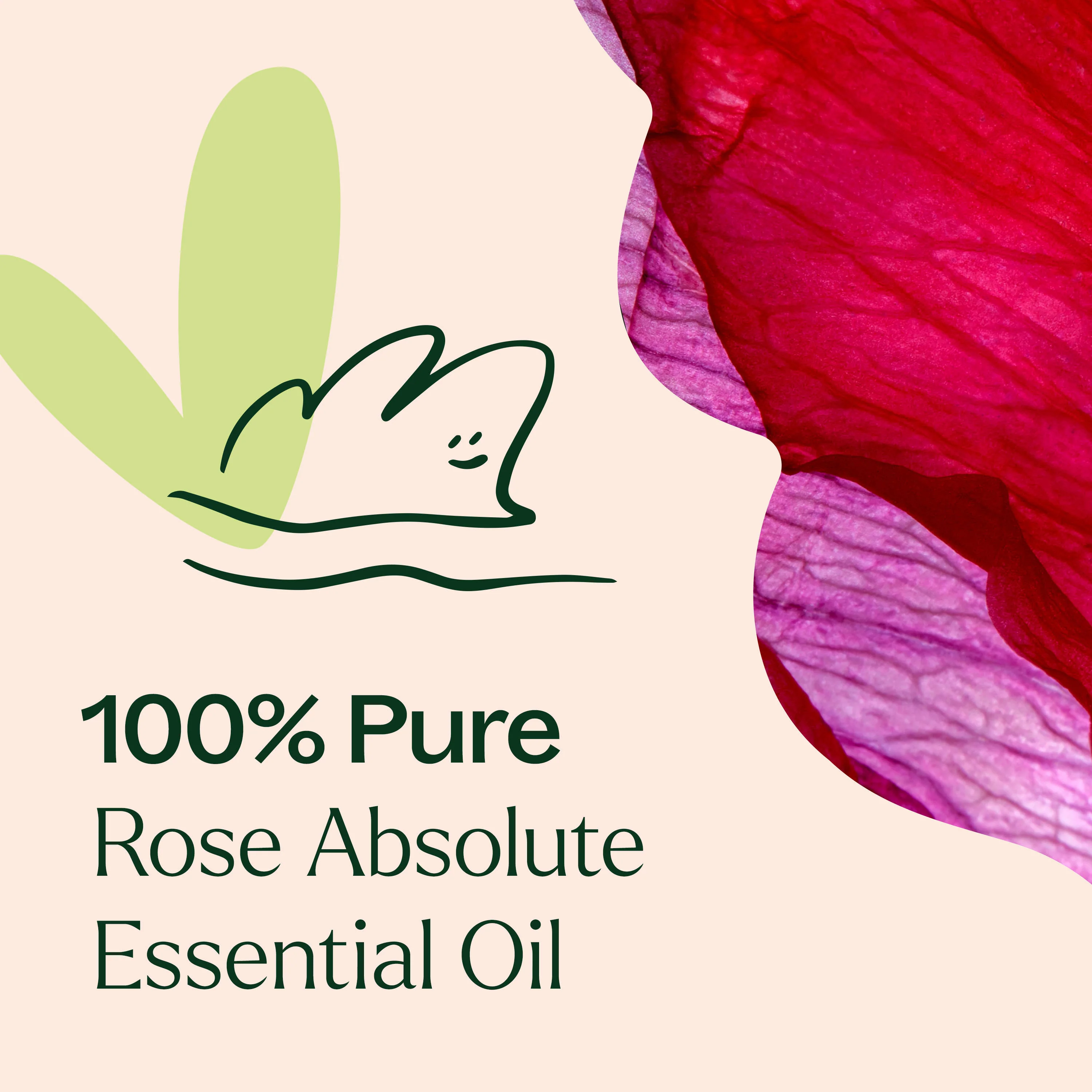 Rose Pure Absolute Essential Oil - Image 4