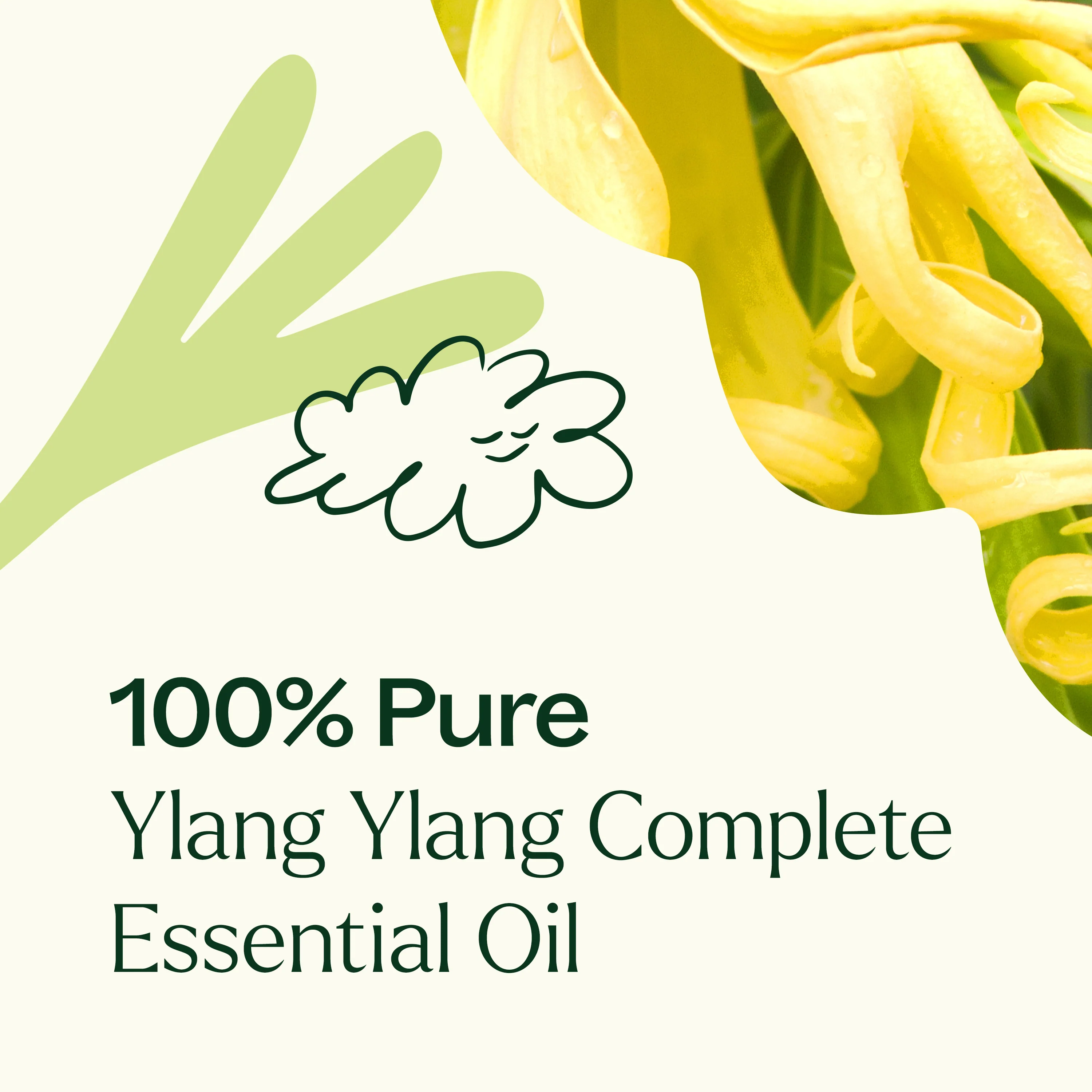 Ylang Ylang Complete Essential Oil - Image 5